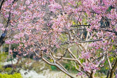 1048_馬場花木園_神奈川