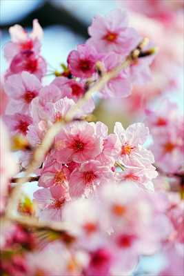 1080_日本のさくら（素材）_日本