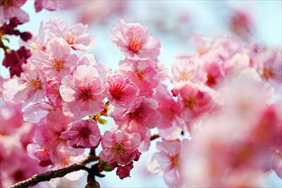 1082_日本のさくら（素材）_日本