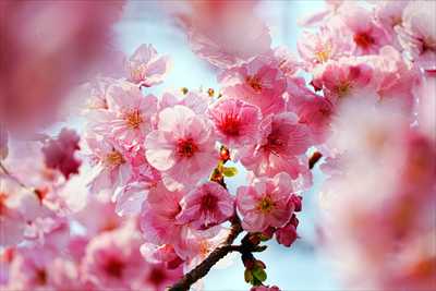 1083_日本のさくら（素材）_日本