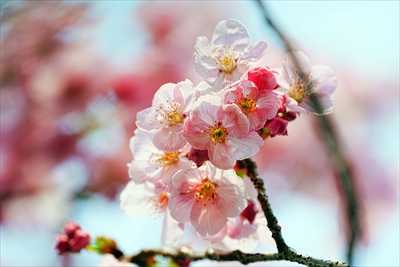 1084_日本のさくら（素材）_日本