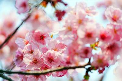 1086_日本のさくら（素材）_日本