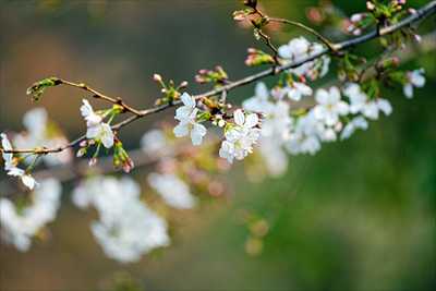 1090_日本のさくら（素材）_日本