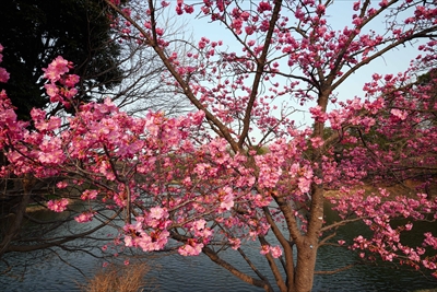 1041_三ッ池公園_神奈川