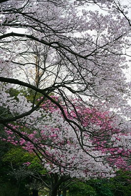 三ッ池公園_神奈川