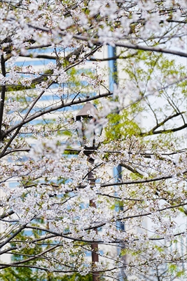 1053_掃部山（かもんやま）公園_神奈川