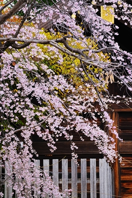 1095_伊勢山皇大神宮_神奈川