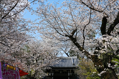 1113_威光山法明寺_東京