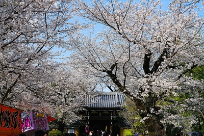 1114_威光山法明寺_東京