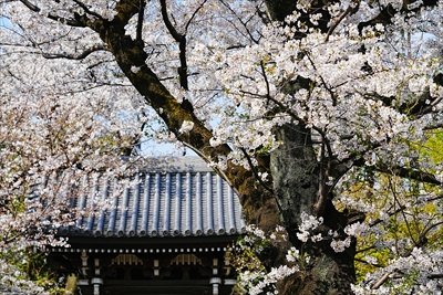 1116_威光山法明寺_東京