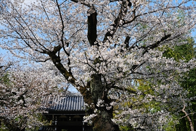 1117_威光山法明寺_東京
