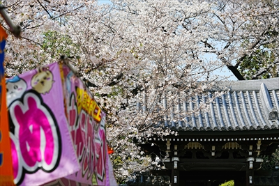 威光山法明寺_東京