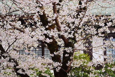 1039_靖国神社_東京