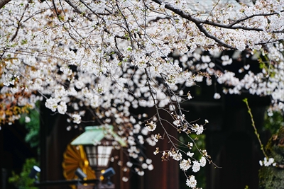 1040_靖国神社_東京