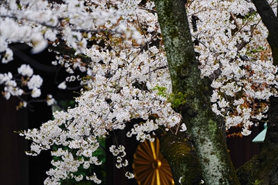 1041_靖国神社_東京