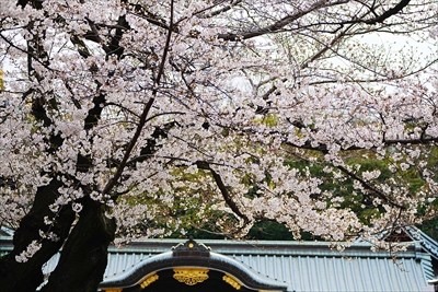 1146_靖国神社_東京