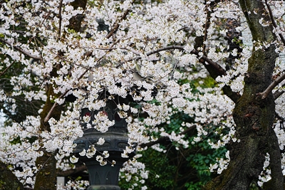 1148_靖国神社_東京