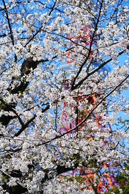 1068_芝公園_東京