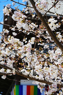 1056_増上寺_東京