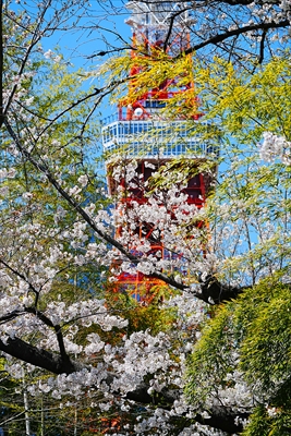 1058_増上寺_東京