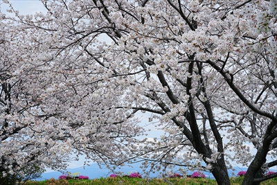 富士市雁堤_静岡