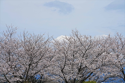 1065_雁堤の桜_静岡