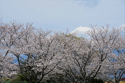 1066_雁堤の桜_静岡