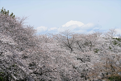 1046_岩本山公園_静岡