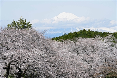 1047_岩本山公園_静岡