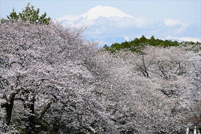 1048_岩本山公園_静岡