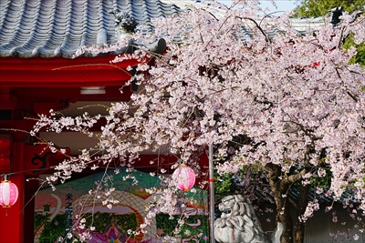 1043_駿河國総社 静岡浅間神社_静岡