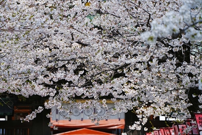 1055_三島大社_静岡