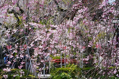 1056_三島大社_静岡