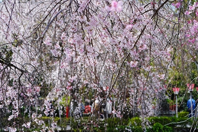 1057_三島大社_静岡
