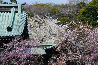 1059_三島大社_静岡