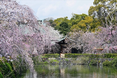 1060_三島大社_静岡