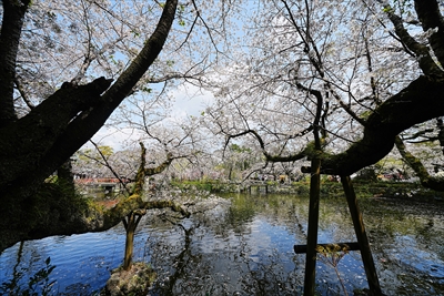 1062_三島大社_静岡