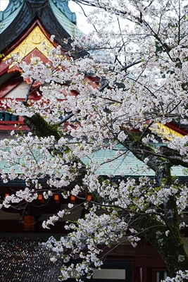 1045_駿河國総社 静岡浅間神社_静岡