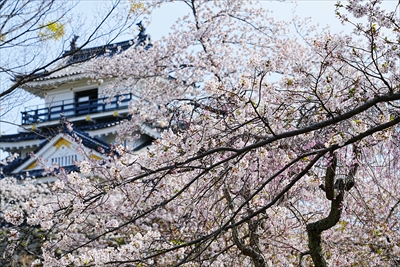 1067_浜松城_静岡