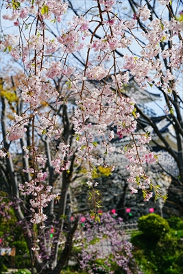 1068_浜松城_静岡