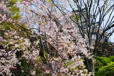 1069_浜松城_静岡