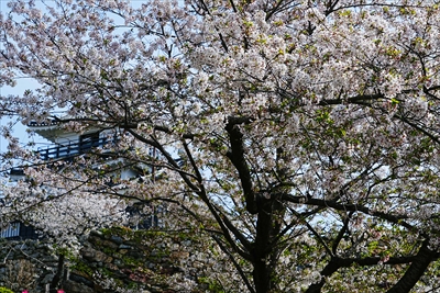 1070_浜松城_静岡