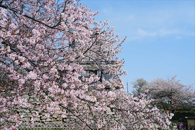 1074_浜松城_静岡