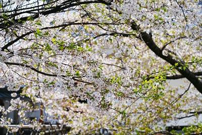 1075_浜松城_静岡