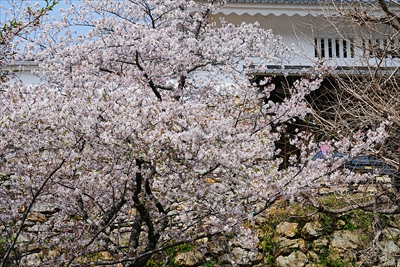 1076_浜松城_静岡