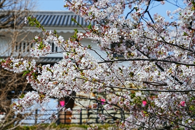 1077_浜松城_静岡