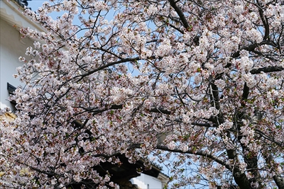 1079_浜松城_静岡