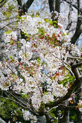 1035_佐鳴湖公園_静岡