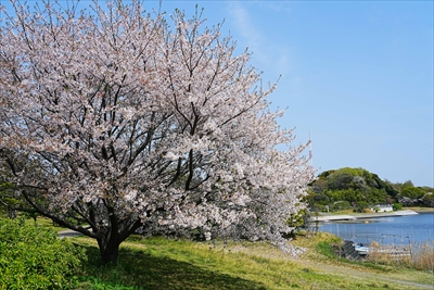 佐鳴湖公園_静岡