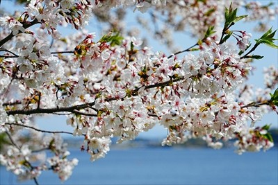 1038_佐鳴湖公園_静岡